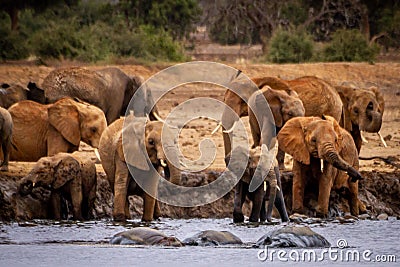 Three Hippos in and a Bunch of Elephants Stock Photo