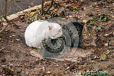 Three Homeless cat sit pressing against each other and warming on sewer manhole at the street Stock Photo