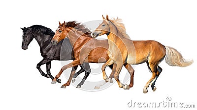 Three horse run isolated Stock Photo