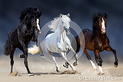 Three horse run Stock Photo