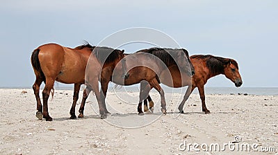 Three horses on a beach Stock Photo