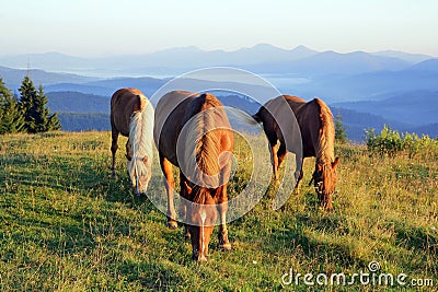 Three horses at dawn graze in the meadow on the background of silhouettes of mountains Stock Photo