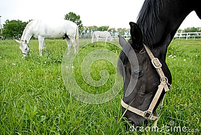 Three horses eating grass in the meadow Stock Photo