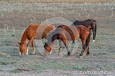 Three horses graze in a field fenced with live wire Stock Photo