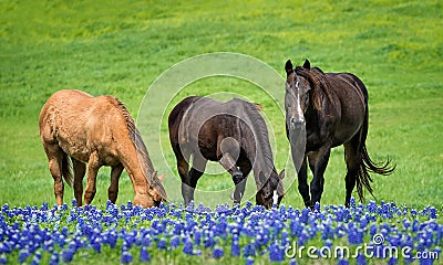 Three horses grazing in Texas bluebonnets in spring Stock Photo