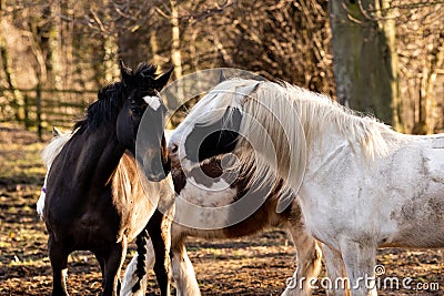 Three horses grooming and playing together Stock Photo