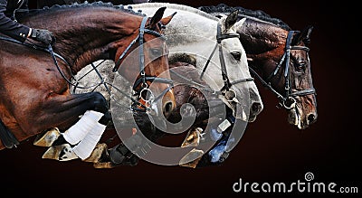 Three horses in jumping show, on brown background Stock Photo