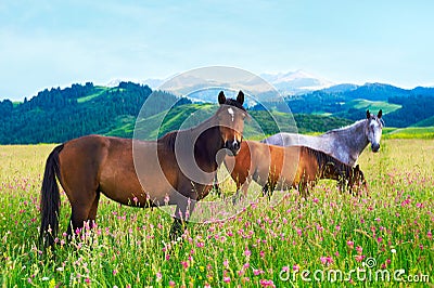 Three horses on a meadow Stock Photo