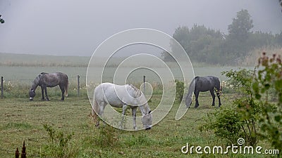 Three horses in a pasture a foggy morning Stock Photo