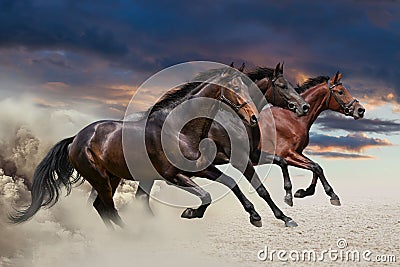 Three horses running at a gallop Stock Photo