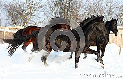 Three horses in the snow Stock Photo