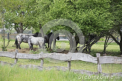 Three horses under trees Stock Photo