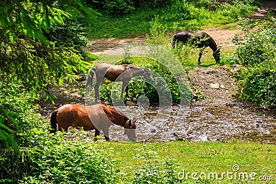 Three horses watering on a forest creek. horizontal Stock Photo