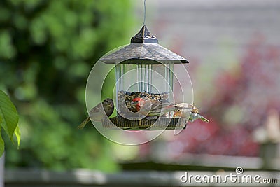 Three house finches on a feeder Stock Photo