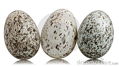 Three House Sparrow eggs, Passer domesticus Stock Photo