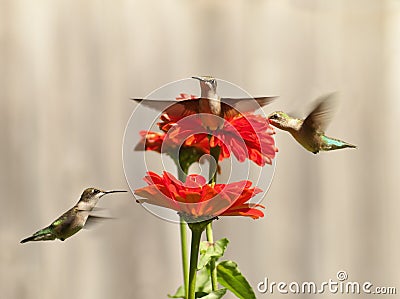 Three hummingbirds Stock Photo