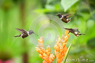 Three hummingbirds hovering next to orange flower,tropical forest, Ecuador, three birds sucking nectar from blossom Stock Photo