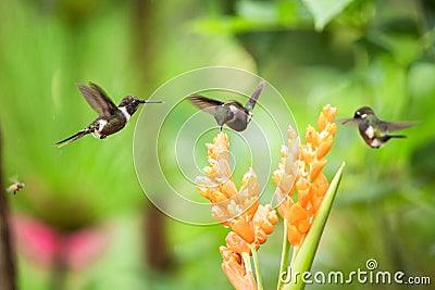 Three hummingbirds hovering next to orange flower,tropical forest, Ecuador, three birds sucking nectar from blossom Stock Photo
