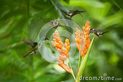 Three hummingbirds hovering next to orange flower,tropical forest, Ecuador, three birds sucking nectar Stock Photo