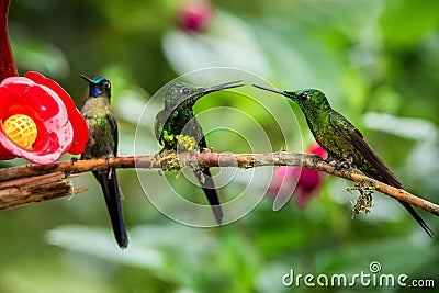 Three hummingbirds sitting on branch next to red feeder, hummingbird from tropical rainforest,Peru,bird perching Stock Photo