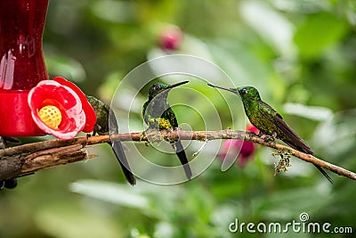 Three hummingbirds sitting on branch next to red feeder, hummingbird from tropical rainforest,Peru,bird perching Stock Photo