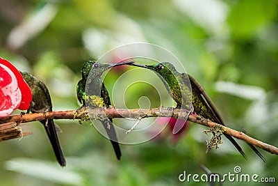 Three hummingbirds sitting on branch next to red feeder, hummingbird from tropical rainforest,Peru,bird perching Stock Photo