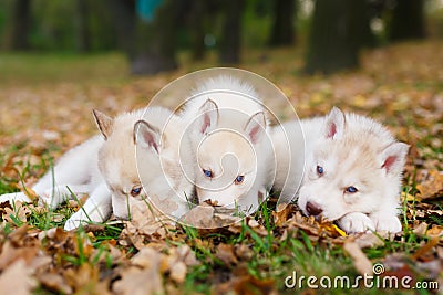 Three husky puppy Stock Photo