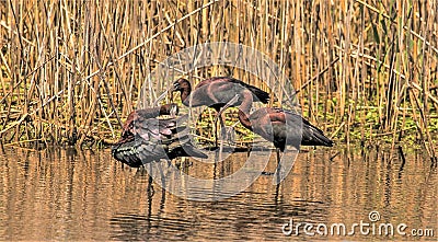 The Beauty of the Glossy Ibis Stock Photo