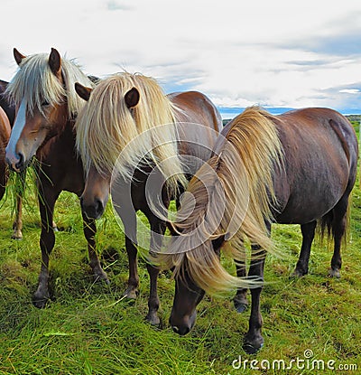 Three Icelandic horses on the fjord Stock Photo