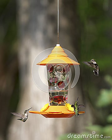 Three Immature Ruby-throated hummingbirds on feeder Stock Photo