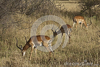 Three impala Stock Photo