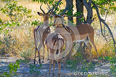 Three impala antelope standing in shade Stock Photo