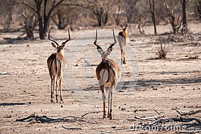 Three Impala Antelopes from Behind Stock Photo