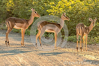 Three impala ewes in first rays of the rising sun Stock Photo