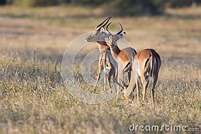 Three impala rams feed on a grassy savannah Stock Photo