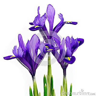 Three Iris flowers Stock Photo