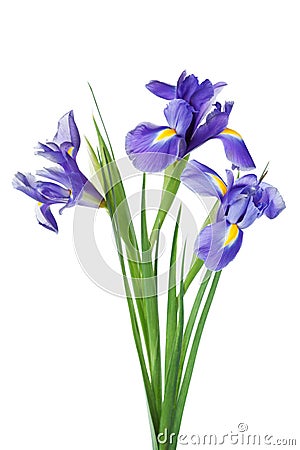 Three iris flowers isolated on white background, beautiful spring plant. Stock Photo