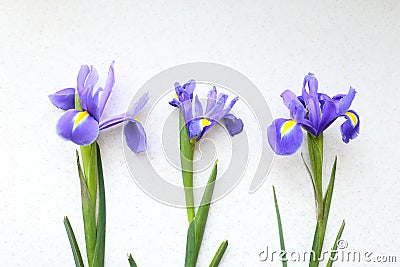 Three iris on a light background Stock Photo