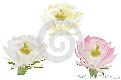 Three isolated cactus flowers Vector Illustration