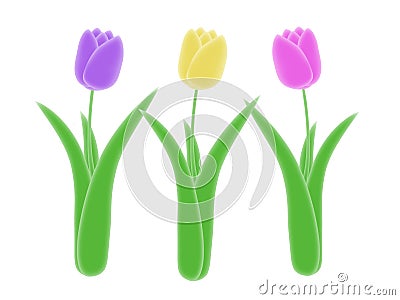 Three isolated purple yellow and pink spring tulip illustration green stem and leaves with white background Cartoon Illustration