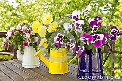 Three jugs with pansy bouquets Stock Photo