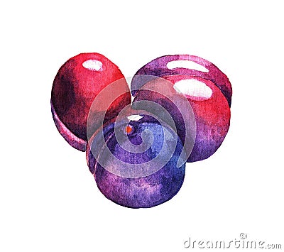 Three juicy plums, watercolor Stock Photo