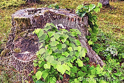 Three July tree stumps Stock Photo