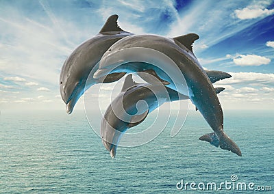 Three jumping dolphins Stock Photo