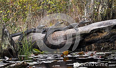 Three juvenile American Alligators basking on a long in Minnies Lake; Okefenokee Swamp, Georgia Stock Photo