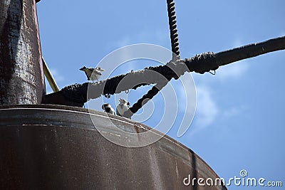 Three juvenile Australian Magpie-Larks (Grallina cyanoleuca) perching on a pipe Stock Photo