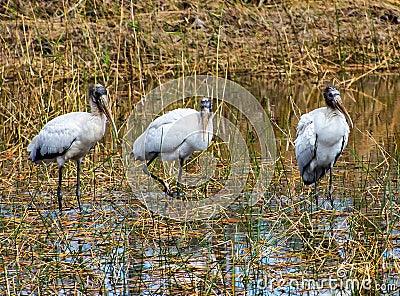 Three Juvenile Wood Storks All in a Row Stock Photo