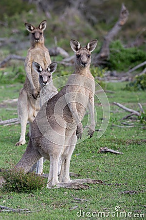 Three kangaroos in Australian bush land Stock Photo