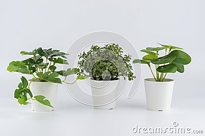 Three kinds of artificial plants on a white background. Monstera, boxwood, pilea peperomia. Stock Photo