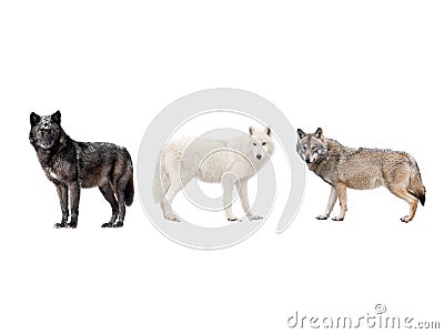 Three kinds of wolves isolated on white Stock Photo